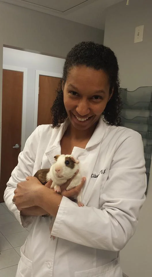 A veterinarian holding a guinea pig
