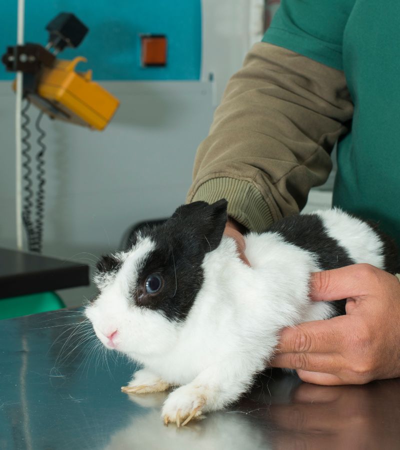 a vet holding a rabbit