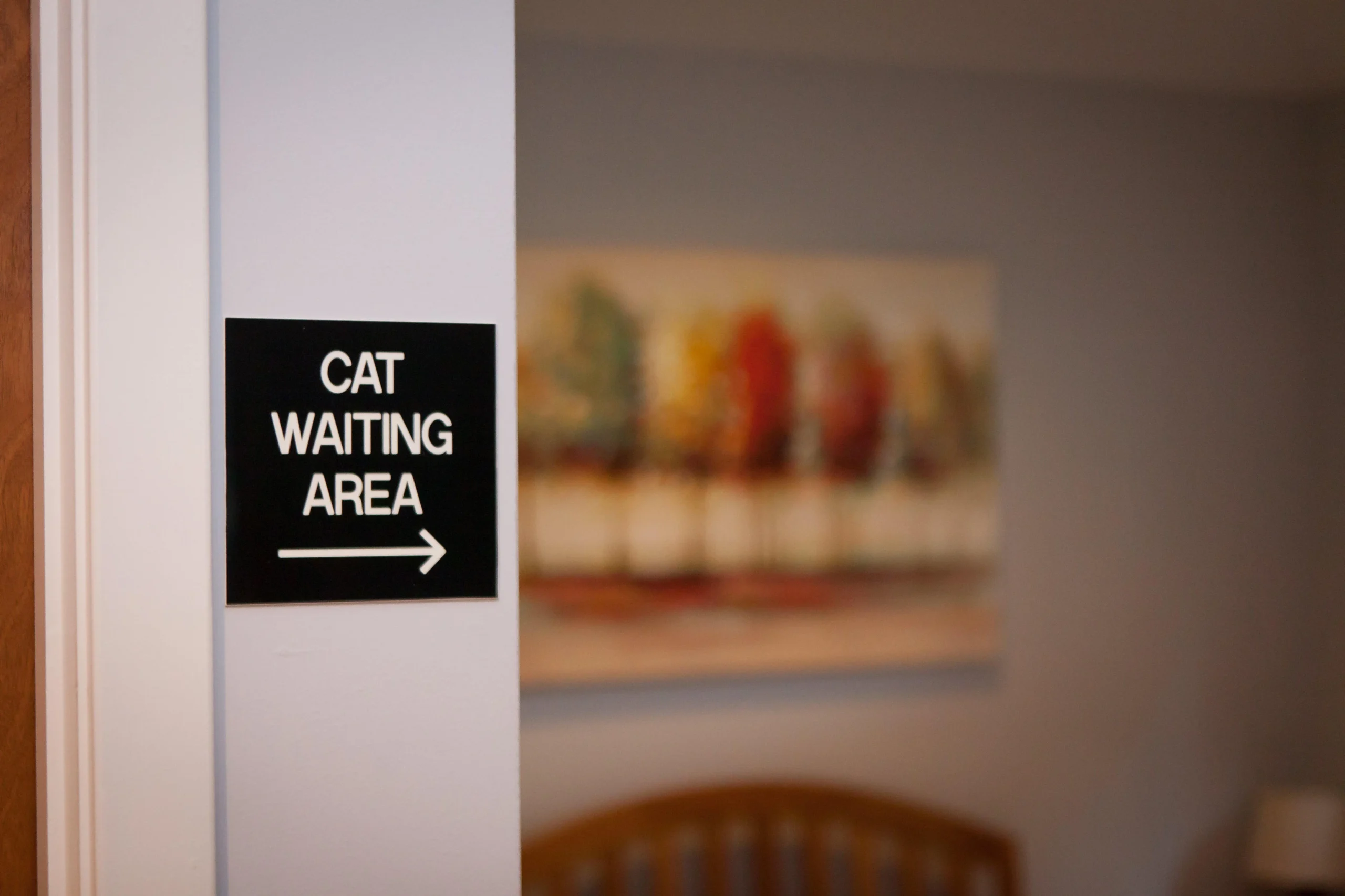 cat waiting area of hospital