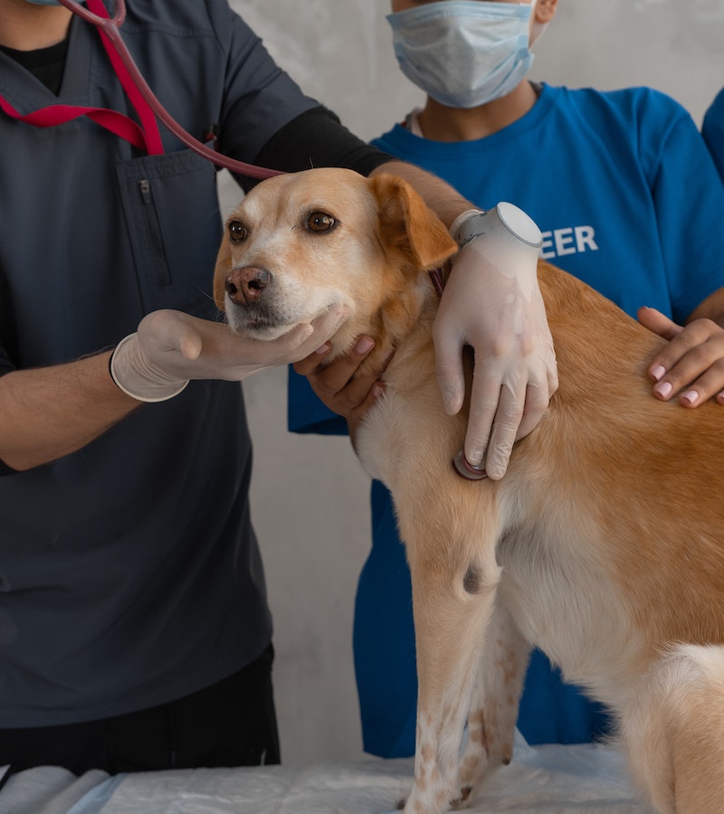 A dog having dental checkup