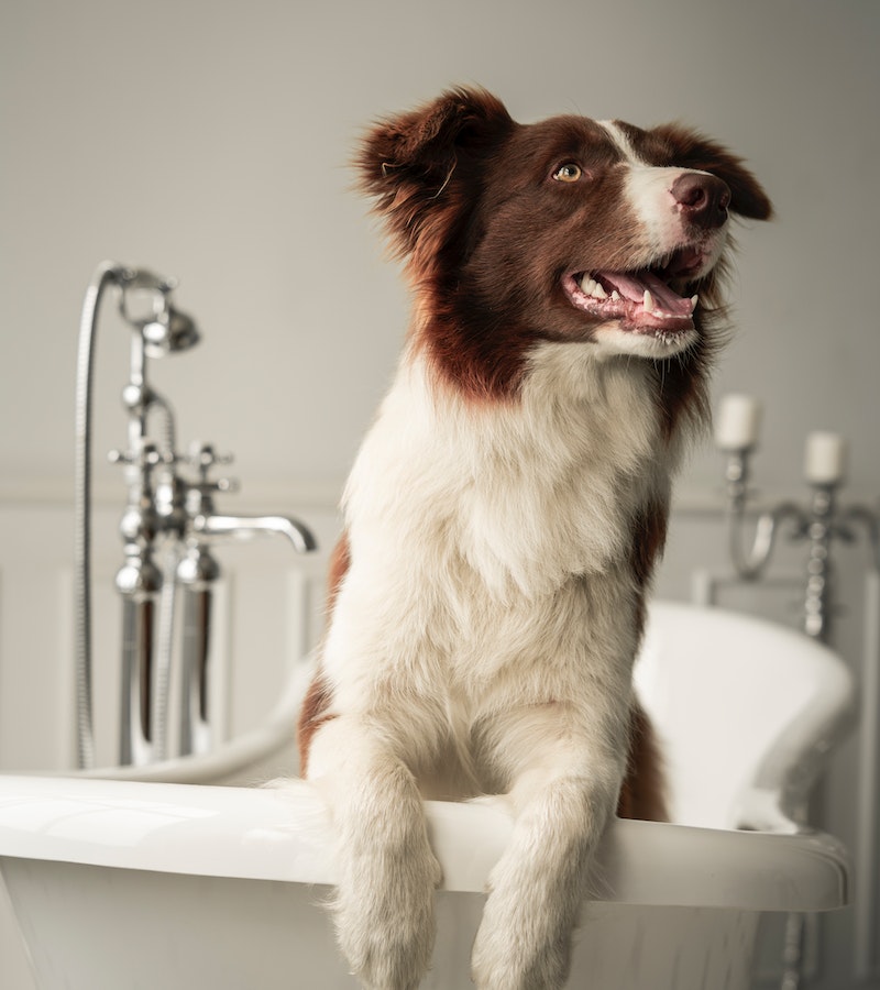 A dog having bath in tub