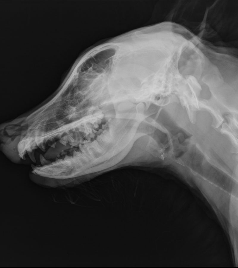 A dog's x-ray