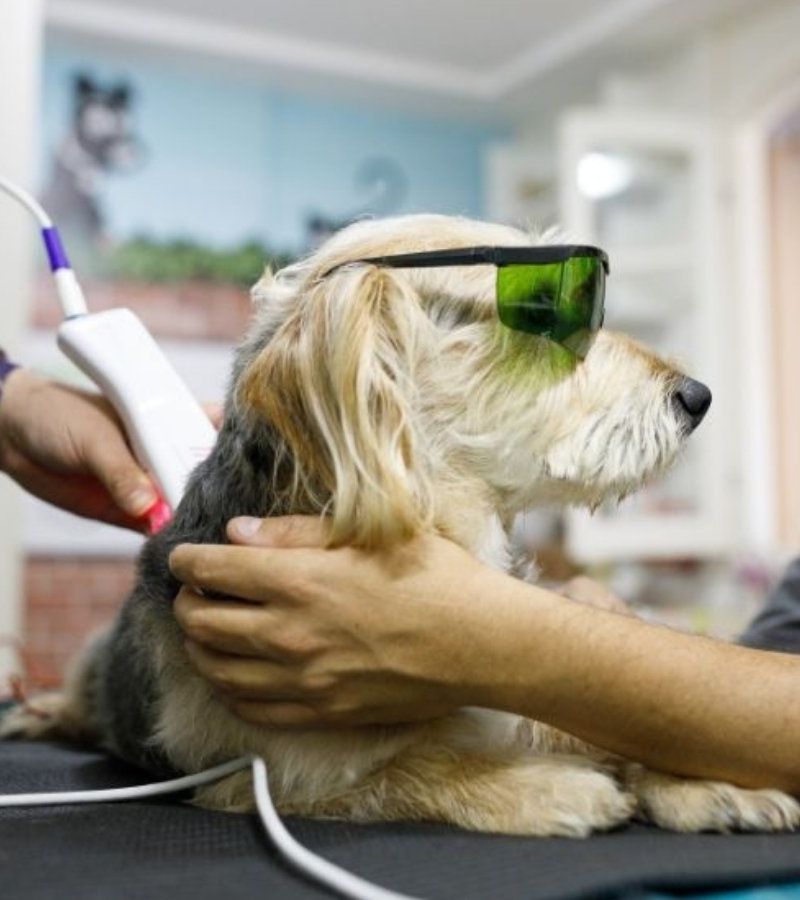 vet doing laser treatment for a dog